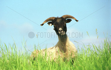 Schaf im Gras