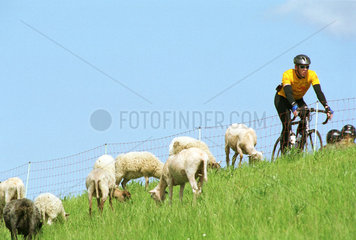 Radfahrer und grasende Schafe auf dem Deich