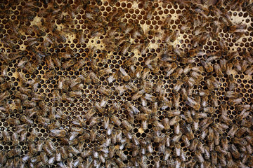 Neuenhagen  Deutschland  Honigbienen