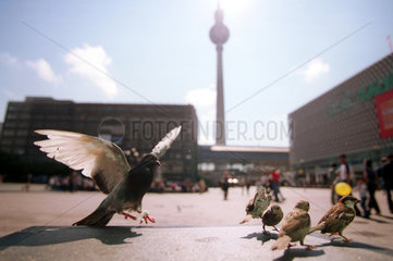 Spatzen und Taube am Alexanderplatz in Berlin