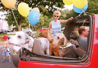 Hunde auf einem Wagen auf der Fiffi-Parade