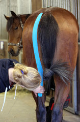 Neuenhagen  Deutschland  Pferdephysiotherapeutin beim Kinesio-Taping