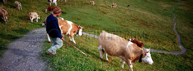 Kuhhirte treibt Vieh ueber die Weide in der Schweiz