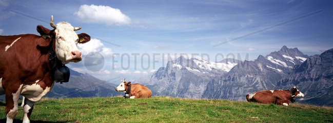 Bergpanorama im Berner Oberland in der Schweiz