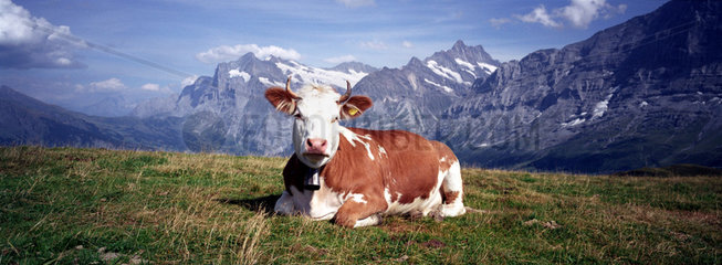 Bergpanorama mit Kuh im Berner Oberland der Schweiz