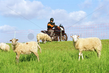 Motorradfahrer und grasende Schafe auf dem Deich