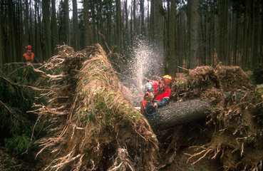 Holzfaeller in einem Windbruch bei Zusmarshausen