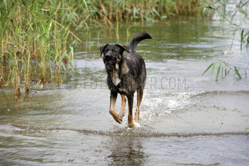 Usedom  Deutschland  Hund rennt durch Wasser