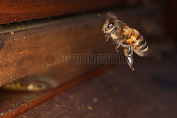 Berlin  Deutschland  Honigbiene im Flug vor dem Einflugloch eines Bienenstocks