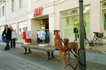 Hunde vor einem Geschaeft von H u. M in Potsdam