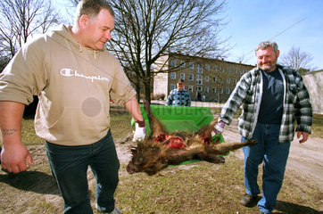 Maenner tragen ein erlegtes Wildschwein in Brandenburg
