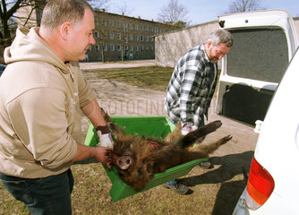 Maenner tragen erlegtes Wildschwein in Brandenburg