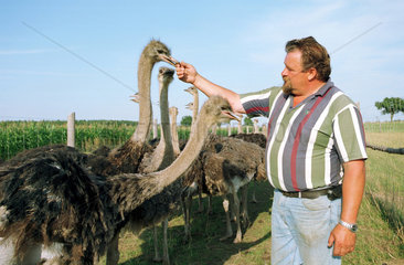 Landwirt Winkler mit seinen Straussen in Brandenburg