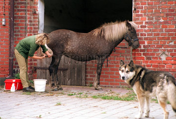 Cottbus  Frau putzt iht Island-Pony
