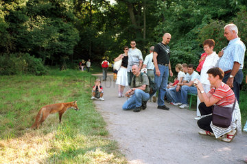 Berlin  wilder Fuchs trifft Menschen