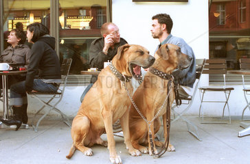 Zwei sehr grosse Hunde vor Strassencafe  Berlin
