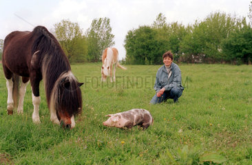 Bantikow  Ferkelzuechterin mit Ferkel und Pferden