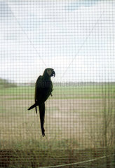Grossziethen  Papagei haengt an Fenstergitter