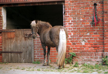 Cottbus  Island-Pony steht vor seinem Stall