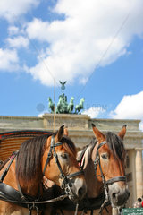 Berlin  Pferde vor dem Brandenburger Tor