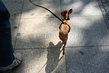 Berlin  kleiner Hund laeuft neben seinem Herrchen