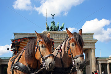 Berlin  Pferde vor dem Brandenburger Tor