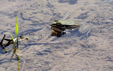 Alanya  ein Frosch in einem Teich