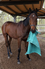 Neuenhagen  Deutschland  Pferd haelt ein Tuch mit dem Maul fest