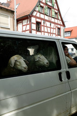 Altdorf  Deutschland  Schafe in einem Transporter