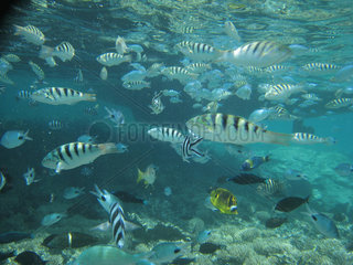 Ilot Gabriel  Mauritius  Unterwasserwelt Fische im indischen Ozean