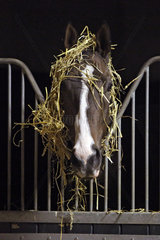 Chantilly  Frankreich  Pferd mit Stroh auf dem Kopf schaut aus seiner Box heraus