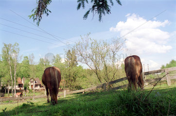 Pferde auf einer Wiese  Sparsbach im Elsass