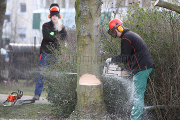 Hamm  Deutschland  Baumpfleger faellt einen Baum