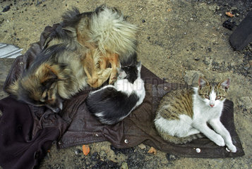 Hund und zwei Katzen auf einer alten Jacke  Polen
