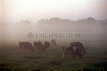 Kuehe im Nebel und in der Morgendaemmerung