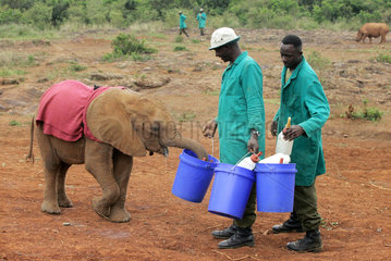 Nairobi  Fuetterung der Elefantenwaisen