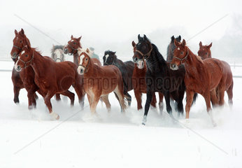 Graditz  Deutschland  Pferde im Winter auf der Koppel im Galopp