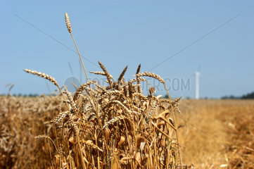Getreideaehren auf einem Feld