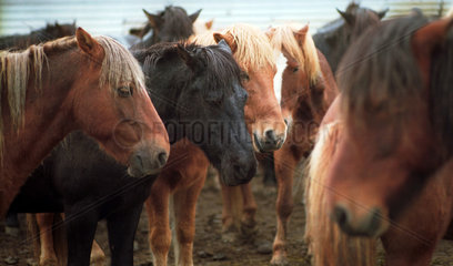 Varmahlid  Island-Pferde