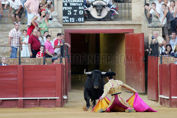Sevilla  Spanien  Stier und Stierkaempfer in der Real Maestranza Stierkampfarena