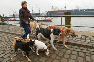 Hamburg  eine Frau geht mit Hunden Gassi