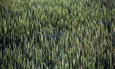 Gruene unreife Getreidehalme auf einem Feld  Polen