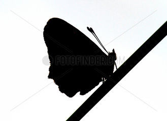 Berlin  Deutschland  Silhouette eines Schmetterlings auf einem Staengel