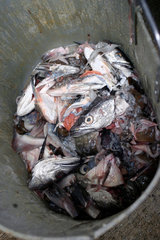 Daenemark  Fischkoepfe und Fischreste in einem Eimer