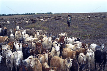 Herdentrieb von Ziegen und Schafen in der Region Dobrudscha  Rumaenien
