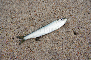 Daenemark  kleiner Fisch am Strand