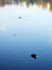 Berlin  zwei Blaesshuehner schwimmen auf einem See