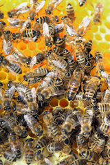 Briescht  Deutschland  Honigbienen und Bienenkoenigin auf einer Wabe