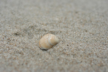 Daenemark  Muschel im Sand