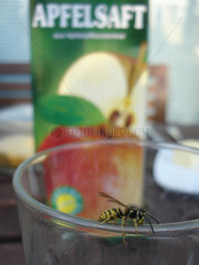 Berlin  Wespe sitzt auf Trinkglas